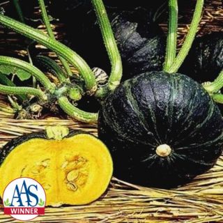 Sweet Mama Winter Squash Thumbnail